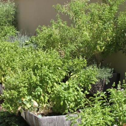 High Steaks' Backyard Garden